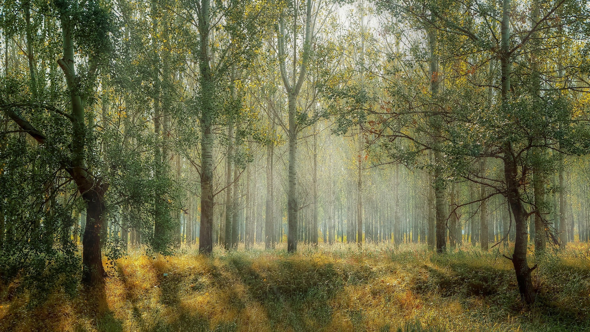 Many trees in the green forest 